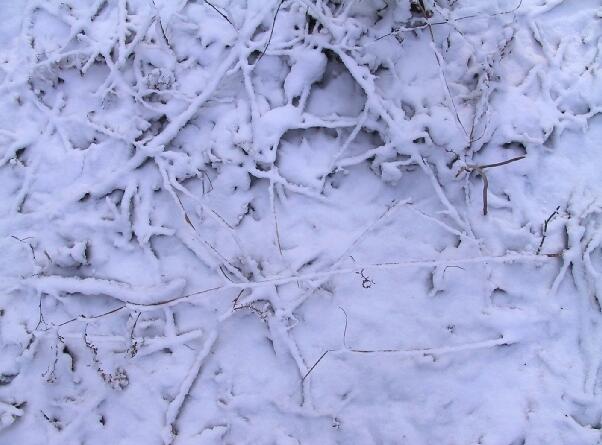 5张铺满树枝的雪地贴图