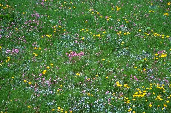 开满花的草地贴图